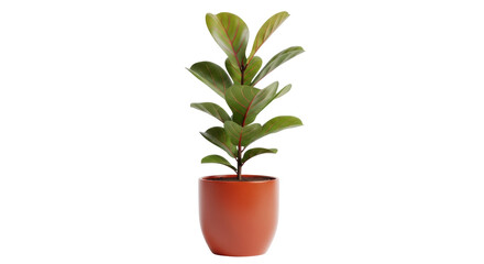 Fiddle leaf fig plant in orange pot isolated PNG, trendy houseplant for modern interior design on...
