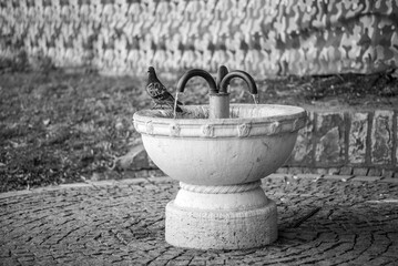 Naklejka premium Pigeon on Vintage Stone Drinking Fountain, Black and White