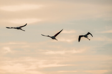 Obraz premium Silhouettes of Flying Birds Against Warm Orange Sunset Sky, Flock in Motion Creating Dramatic Evening Atmosphere with Soft Gradient Tones and Peaceful Horizon Scene