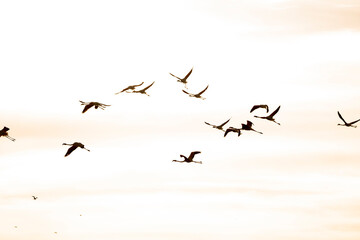 Silhouettes of Flying Birds Against Warm Orange Sunset Sky, Flock in Motion Creating Dramatic Evening Atmosphere with Soft Gradient Tones and Peaceful Horizon Scene