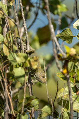 Fototapeta premium Close Up Portrait of Green Chameleon Climbing Tree Branch with Detailed Scales and Soft Blurred Background, Exotic Reptile in Natural Sunlit Environment Against Clear Blue Sky
