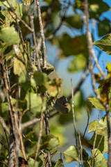 Close Up Portrait of Green Chameleon Climbing Tree Branch with Detailed Scales and Soft Blurred Background, Exotic Reptile in Natural Sunlit Environment Against Clear Blue Sky