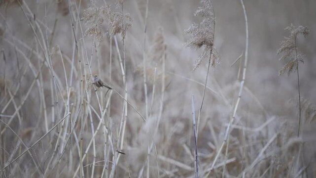 Vinous-throated Parrotbills Perched on Reeds in Slow Motion 4K HDR