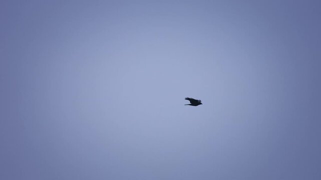 Common Raven Flying in the Clear Blue Sky Slow Motion 4K HDR