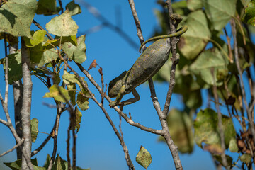 Fototapeta premium Green Chameleon Clinging to Tree Branch Under Bright Blue Sky with Sunlit Leaves, Detailed Reptile Texture and Natural Camouflage Captured in Vibrant Outdoor Close Up Scene