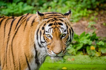 Obraz premium Powerful Tiger Stares Intently in Lush Green Habitat
