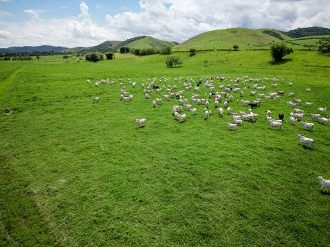 Vista a&eacute;rea com drone de um grande rebanho de gado em pastagem verde, em &aacute;rea rural sob c&eacute;u azul com nuvens. Cena t&iacute;pica do campo brasileiro, destacando pecu&aacute;ria, cria&ccedil;&atilde;o de bovinos e produ&ccedil;&atilde;o.