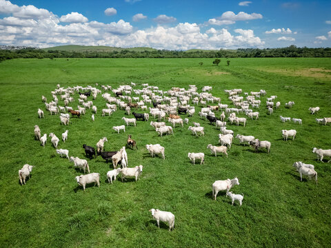 Vista a&eacute;rea com drone de um grande rebanho de gado em pastagem verde, em &aacute;rea rural sob c&eacute;u azul com nuvens. Cena t&iacute;pica do campo brasileiro, destacando pecu&aacute;ria, cria&ccedil;&atilde;o de bovinos e produ&ccedil;&atilde;o.