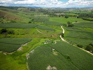 Fototapeta premium Vista aérea com drone de uma plantação de milho cercada por morros verdes e área rural, formando uma paisagem agrícola ampla e cinematográfica sob céu nublado.