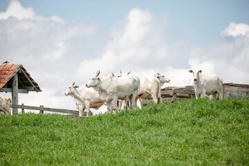 Obraz premium Rebanho de gado branco reunido no pasto verde sob céu aberto, retratando a força da pecuária e a tranquilidade do campo brasileiro.