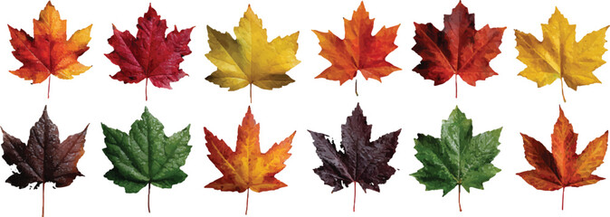 Fototapeta premium vector set of autumn leaves