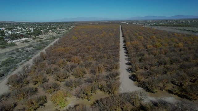 Aerial view of a pecan grove in autumn