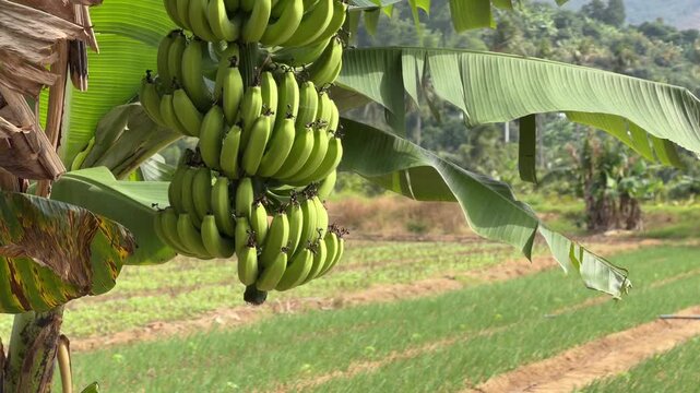 A hanging cluster of bananas rests beneath broad leaves while neatly maintained plantation rows stretch into the distance. Plantation order.