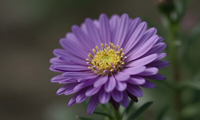 Fototapeta premium Purple Daisy