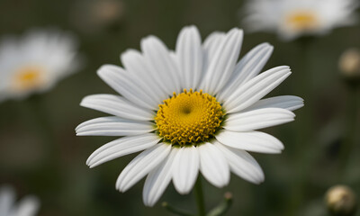 Obraz premium Daisy in Bloom