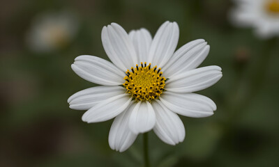 Daisy in a Garden