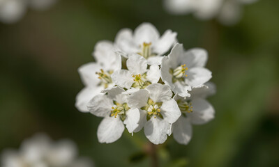 Obraz premium Delicate Blooms in Spring