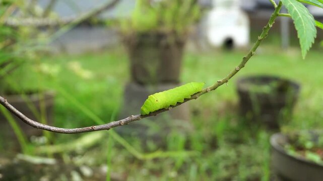 A copper green butterfly larva, or Amphipyra pyramidea, crawls on a plant stem. The frame integrates a stable perspective to convey realistic biological speed and morphology.