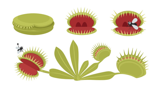 Green and red Venus flytrap plant with spiky traps showing open closed and insectcatching stages.