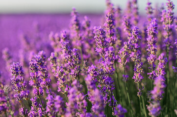 Obraz premium A close-up view of blooming lavender flowers in a sunlight field, creating a calm, fragrant, and atmospheric summer nature scene.