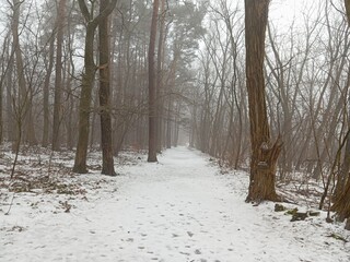 Forest path covered with white snow in winter, foggy woodland landscape with bare trees