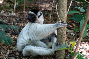 Fototapeta premium Madagascar, a white Lemur, Verreaux's sifaka, or white sifaka, 