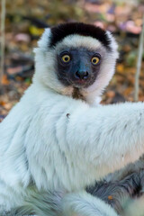 Naklejka premium Madagascar, a white Lemur, Verreaux's sifaka, or white sifaka, 