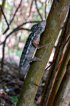 Madagascanr, Collared Iguana (Oplurus cuvieri)