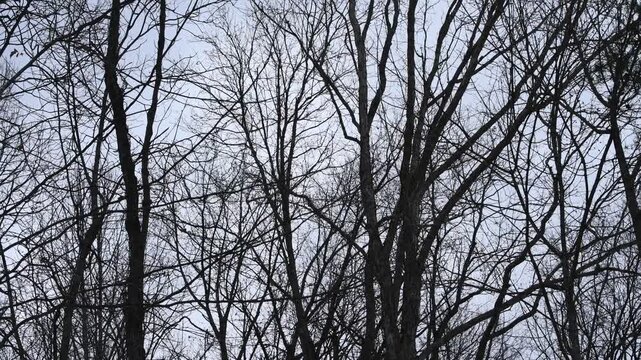 Dry, barren oak trees in the forest sway to gusting winds, showing their resilience to the powers of climate and nature. 