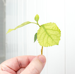 Hand holding a poplar branch.
