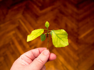 Hand holding a poplar branch.