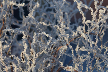 Close up of rime frost crystals on tree branches, winter ice texture, macro of frozen twigs, hoarfrost in nature, seasonal cold weather background