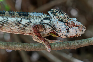 Madagascanr, Collared Iguana (Oplurus cuvieri)