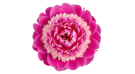 Vibrant pink peony flower isolated PNG on transparent background, detailed floral blossom for graphic design and botanical projects © Alexander