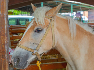 One Light Beige Skin Palomino Horse in Stable Equestrian Facility