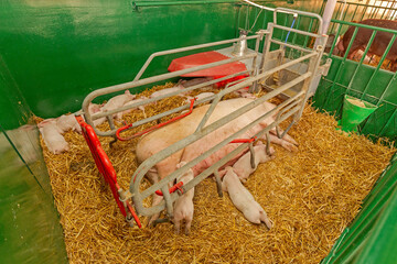 Large Sow With Newborn Piglets in Farrowing Pen Crate at Pigs Farm
