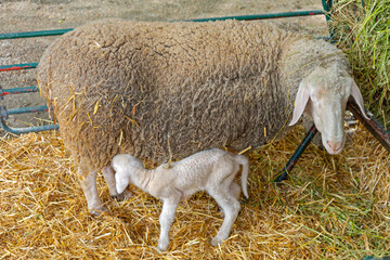 Small Newborn Lamb Suckling Ewe at Sheep Farm Enclosure
