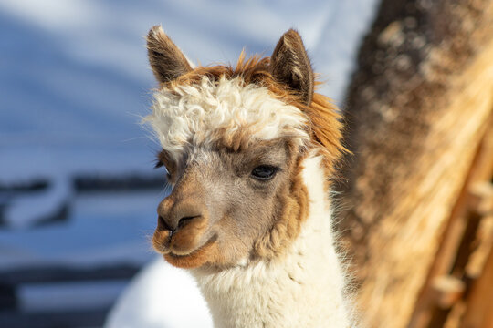 Alpaca. White alpaca portrait. Fluffy llama fur. Cute animal face. Woolly creature close-up. Farm livestock head. Long neck mammal. Soft fleece texture. Curious funny expression. Domesticated mountain