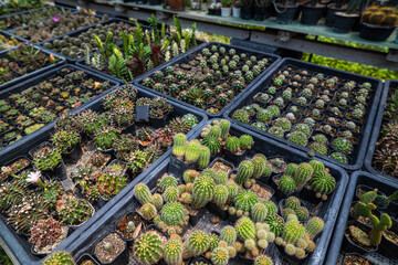 Outdoor botanical cactus plantation farm