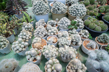 Outdoor botanical cactus plantation farm