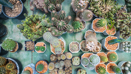 Outdoor botanical cactus plantation farm