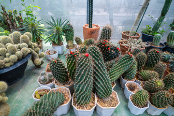 Outdoor botanical cactus plantation farm