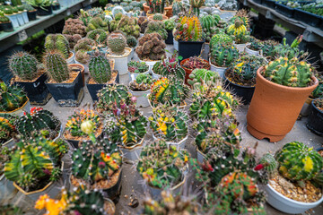 Outdoor botanical cactus plantation farm