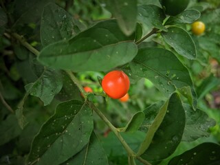 red Jerusalem cherries on a branch