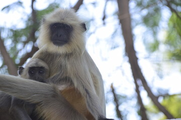 Obraz premium Female Primate monkey feeding baby primate langur monkey 