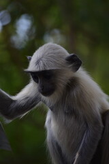 Fototapeta premium Close up of Langur Monkey which is called primate monkey or leaf eating monkey