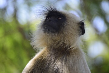 Obraz premium Close up of Langur Monkey which is called primate monkey or leaf eating monkey