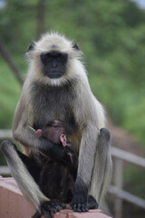 Fototapeta premium Close up shot of Mother Langur monkey feeding her baby monkey