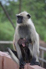 Obraz premium Female Langur Monkey feeding her baby langur monkey
