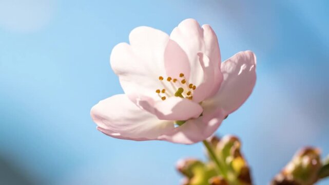 Pink flower bud opening to full bloom on a branch against a blue sky, illustrating the spring growth process
